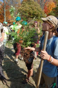 Activists illegally planted Hemlock trees